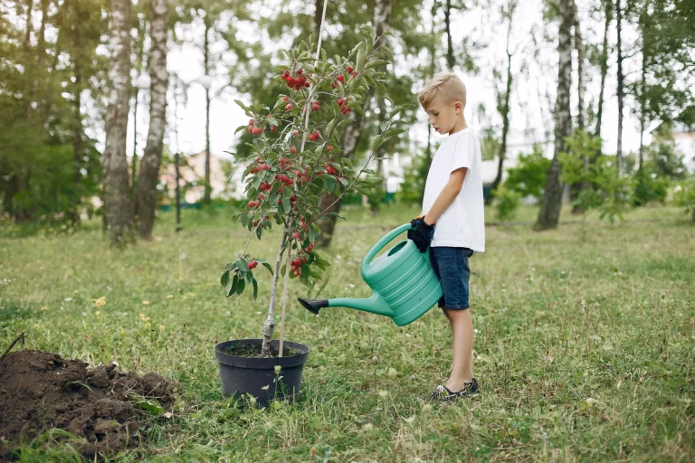 Tree Watering Timing and Techniques for Healthy Growth