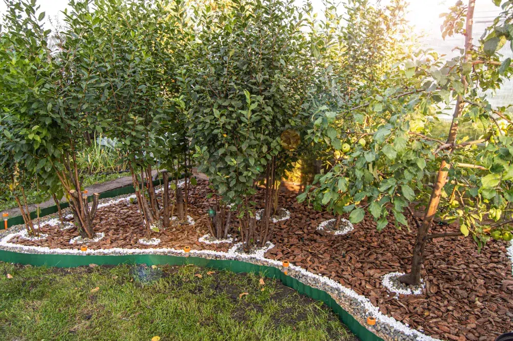 Tree Mulching 101 : Things People Ignore & You Should NOT 1 young cherry pear fruit trees grow garden beautiful decoration landscaping orchard tree mulching