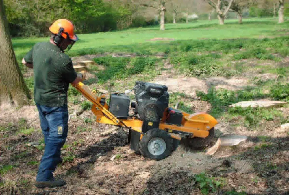 DIY Stump Removal: Methods That Work (& Ones That Don’t) 5 tree stump removal by professional grinder diy stump removal