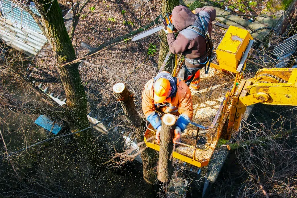 5 Tree Cutting Techniques: When & How to Perform Each one! 3 municipal service workers stand with chainsaw crane basket cut and drop tree branch tree cutting techniques
