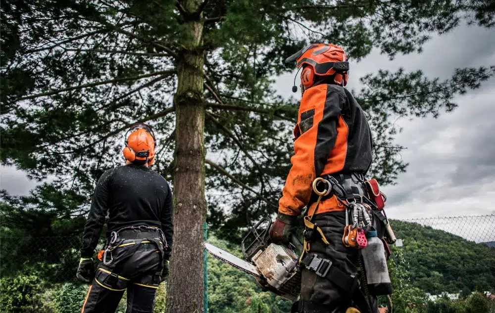 rear view two arborists with tree cutting tools and equipment rear view two arborists with tree cutting tools and equipment