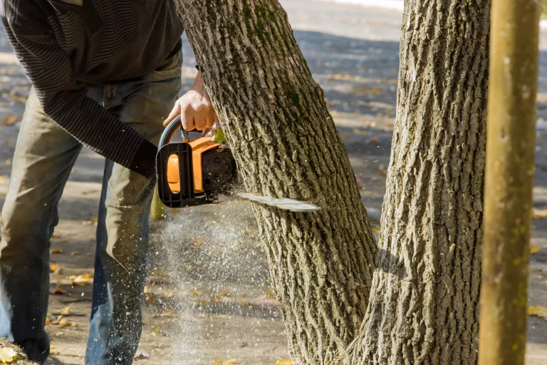 Tree Cutting Costs in Canada (2026 Prices & Variables)