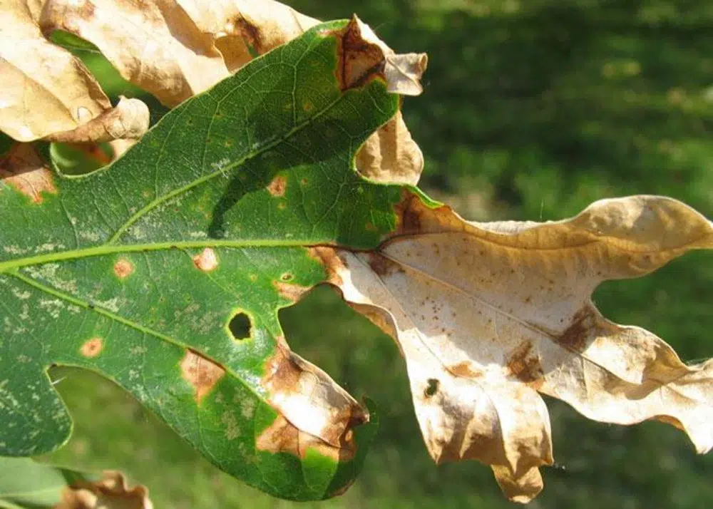 Anthracnose Disease: What it Looks Like & How to Treat it 4 Anthracnose on oak leaves anthracnose,types of tree diseases (pillar),powdery mildew (sub pillar),cedar apple rust (sub pillar)