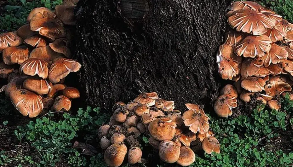 Types of Tree Diseases: What's Harming Your Trees? 23 Armillaria Root Disease types of tree diseases,tree disease identification guide,tree disease,signs of a dying tree,Anthracnose,Powdery Mildew,Root Rot,Dutch Elm Disease,Cedar Apple Rust,Fire Blight,Bacterial Leaf Scorch,Crown Gall,Mosaic Virus,Mistletoe