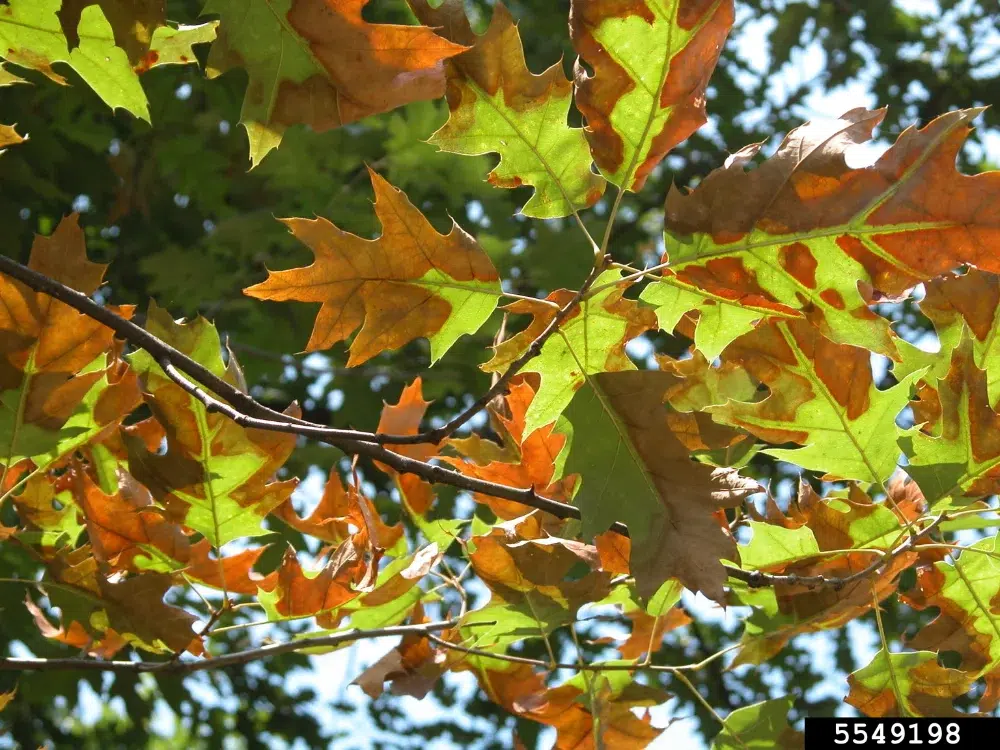 Types of Tree Diseases: What's Harming Your Trees? 15 Bacterial Leaf Scorch types of tree diseases,tree disease identification guide,tree disease,signs of a dying tree,Anthracnose,Powdery Mildew,Root Rot,Dutch Elm Disease,Cedar Apple Rust,Fire Blight,Bacterial Leaf Scorch,Crown Gall,Mosaic Virus,Mistletoe