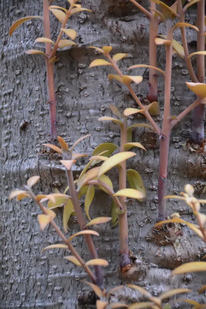 Tree Root Rot Disease: Reasons, Prevention and Treatment 2 Epicormic shoots on tree trunk root rot,types of tree diseases (pillar),mistletoe (pillar 1),dutch elm disease (sub pillar 2)