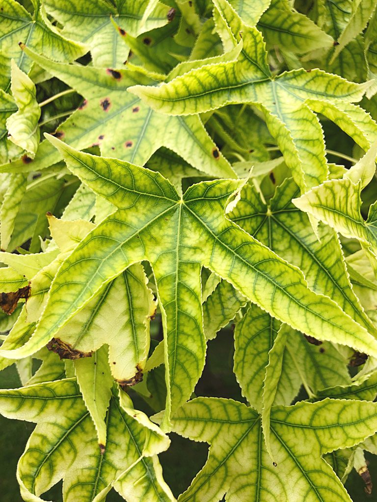 Tree Disease Identification Guide: Steps You Must Follow 1 interveinal yellowing of leaves as part of tree disease identification guide