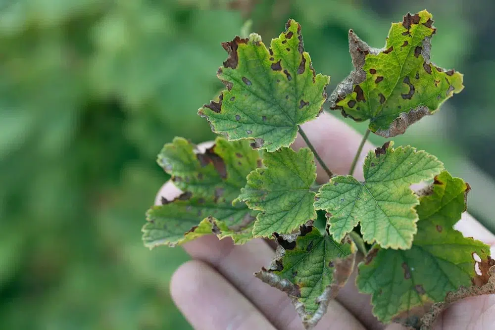 Anthracnose Disease: What it Looks Like & How to Treat it 1 anthracnose symptoms on small leaves anthracnose,types of tree diseases (pillar),powdery mildew (sub pillar),cedar apple rust (sub pillar)