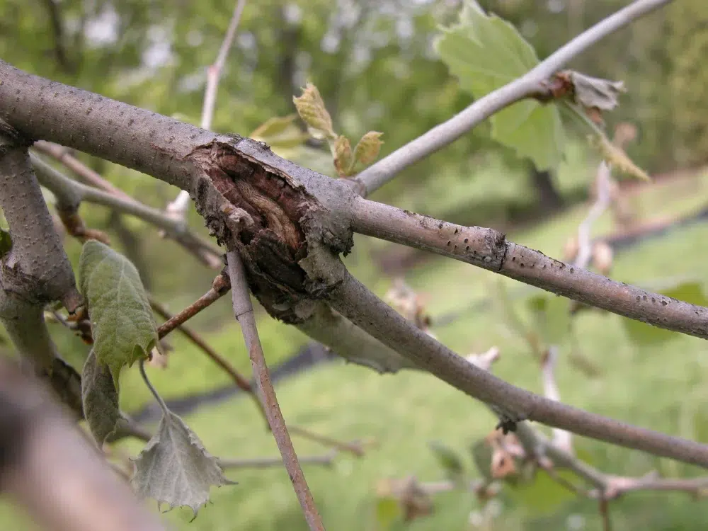 Anthracnose Disease: What it Looks Like & How to Treat it 2 anthracnose symptoms on tree anthracnose,types of tree diseases (pillar),powdery mildew (sub pillar),cedar apple rust (sub pillar)