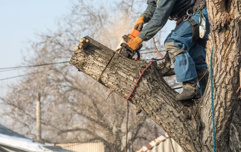 Cost of Tree Removal in Canada (2026 Guide)