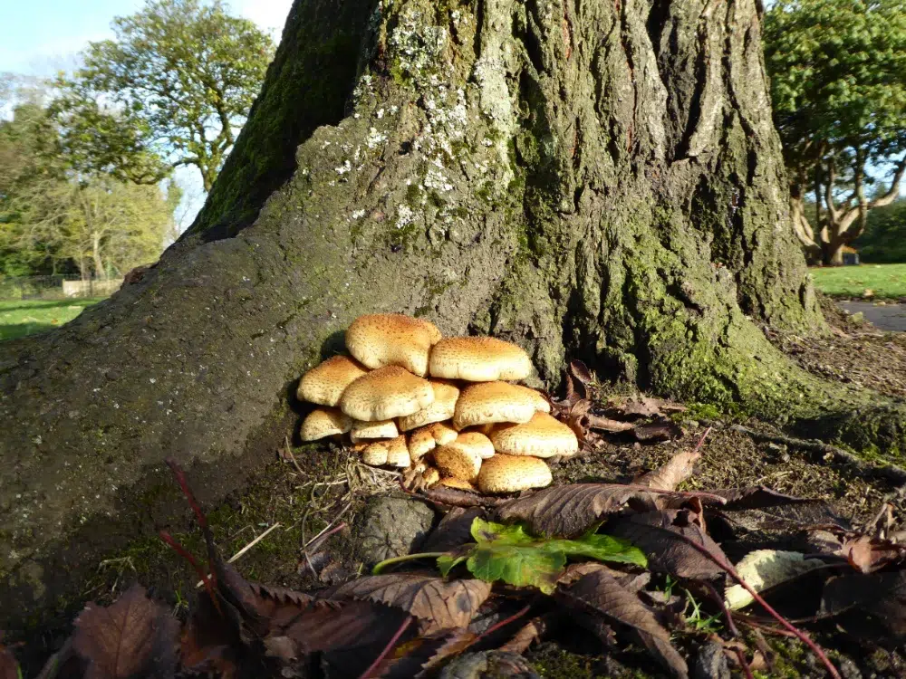 Signs of a Dying Tree: What’s Normal & What’s Not 2 close up mushrooms growing tree trunk base sign of tree dying signs of a dying tree