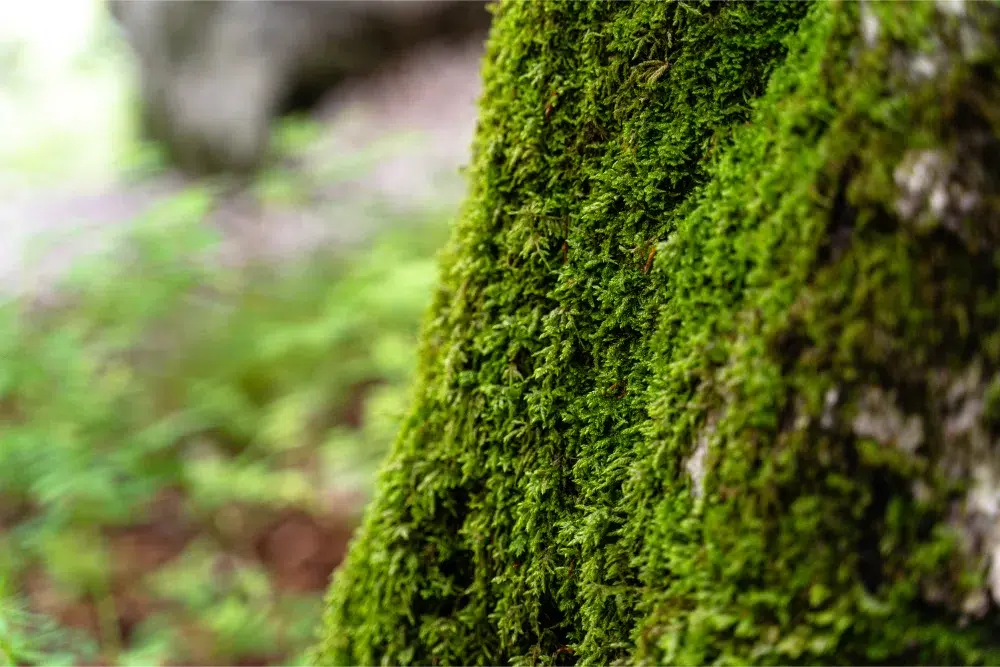 Signs of a Dying Tree: What’s Normal & What’s Not 3 close up shot tree moss signs of a dying tree