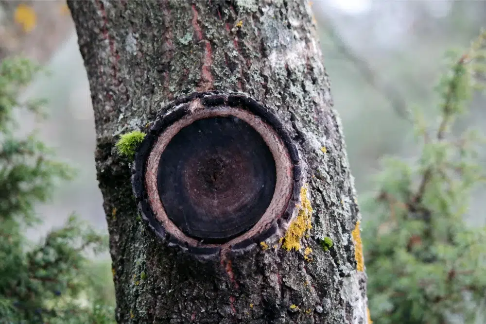 Tree Disease Identification Guide: Steps You Must Follow 3 close up tree hollow poorly healing tree cut tree disease identification guide