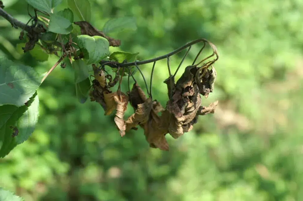 Types of Tree Diseases: What's Harming Your Trees? 14 fireblight disease on apple tree types of tree diseases,tree disease identification guide,tree disease,signs of a dying tree,Anthracnose,Powdery Mildew,Root Rot,Dutch Elm Disease,Cedar Apple Rust,Fire Blight,Bacterial Leaf Scorch,Crown Gall,Mosaic Virus,Mistletoe