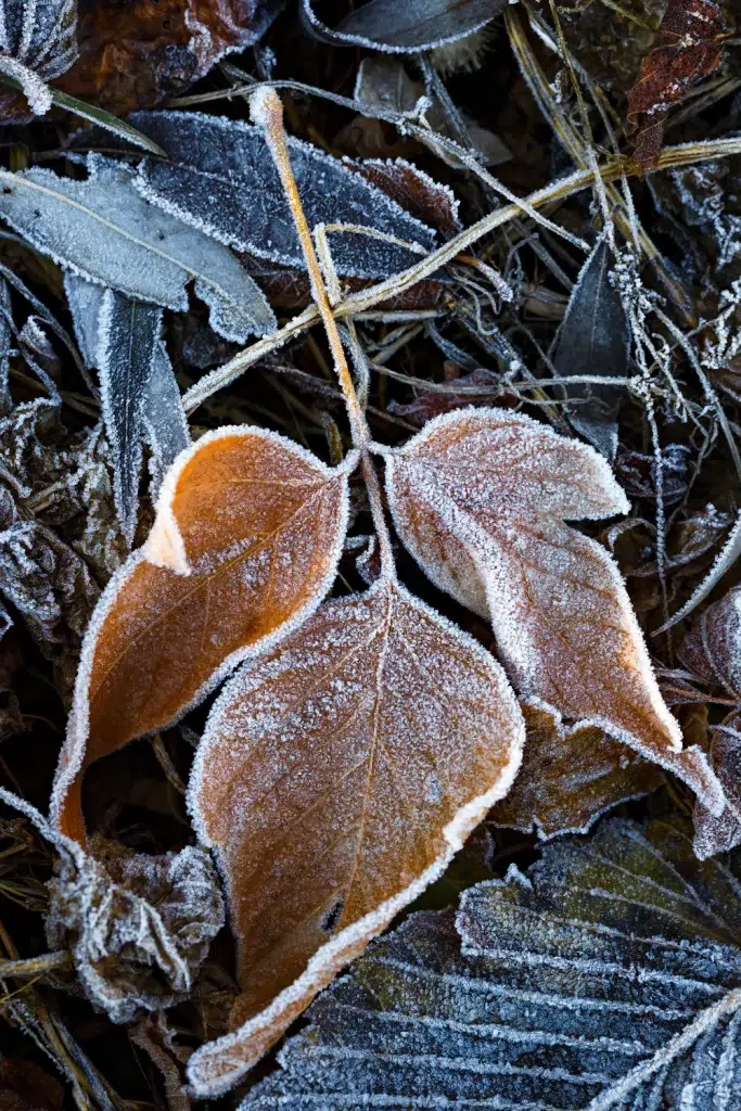 Powdery Mildew Hurting your Trees? Reasons & Solutions! 2 Tree covered in frost, NOT powdery mildew