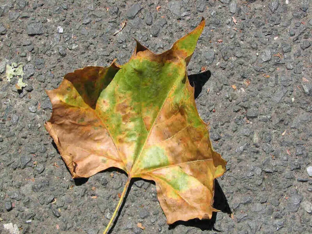 Anthracnose Disease: What it Looks Like & How to Treat it 3 maple leaf affected by fungal disease anthracnose anthracnose,types of tree diseases (pillar),powdery mildew (sub pillar),cedar apple rust (sub pillar)
