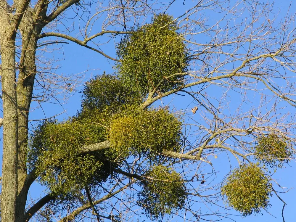 Types of Tree Diseases: What's Harming Your Trees? 24 mistletoe parasitic disease 1 types of tree diseases,tree disease identification guide,tree disease,signs of a dying tree,Anthracnose,Powdery Mildew,Root Rot,Dutch Elm Disease,Cedar Apple Rust,Fire Blight,Bacterial Leaf Scorch,Crown Gall,Mosaic Virus,Mistletoe