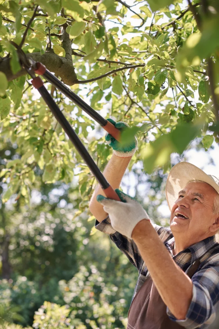 Powdery Mildew Hurting your Trees? Reasons & Solutions! 3 senior man working field powdery mildew,Anthracnose (sub pillar 1),types of tree diseases (pillar),leaf curl (sub pillar 2
