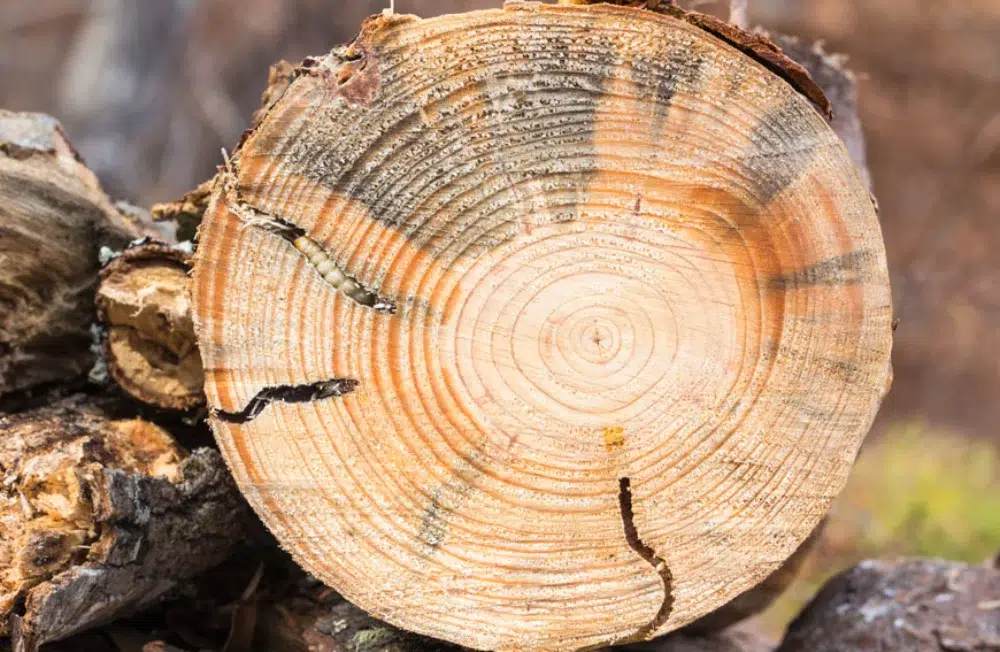 Tree Disease: What to Do When Your Tree Looks Off 2 tree disease seen in trunk infested with bugs tree disease