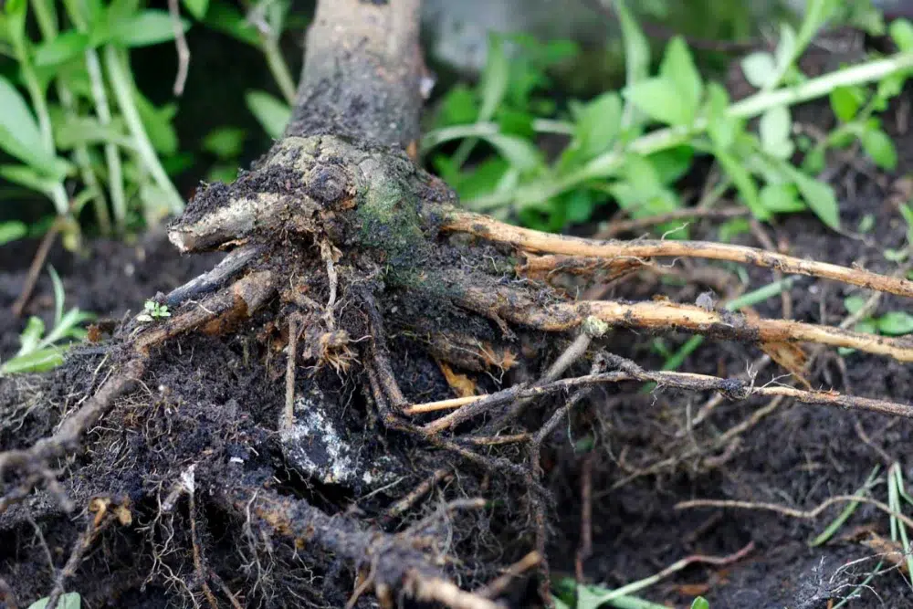 tree roots affected by root rot tree roots affected by root rot