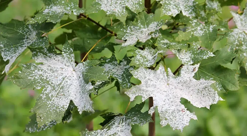 Powdery Mildew Hurting your Trees? Reasons & Solutions! 1 tree with powdery mildew fungal disease 1 powdery mildew,Anthracnose (sub pillar 1),types of tree diseases (pillar),leaf curl (sub pillar 2