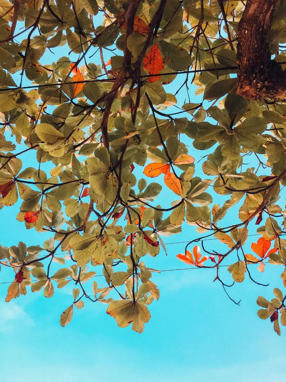 Tree Root Rot Disease: Reasons, Prevention and Treatment 1 Pale or discoloured leaves on tree