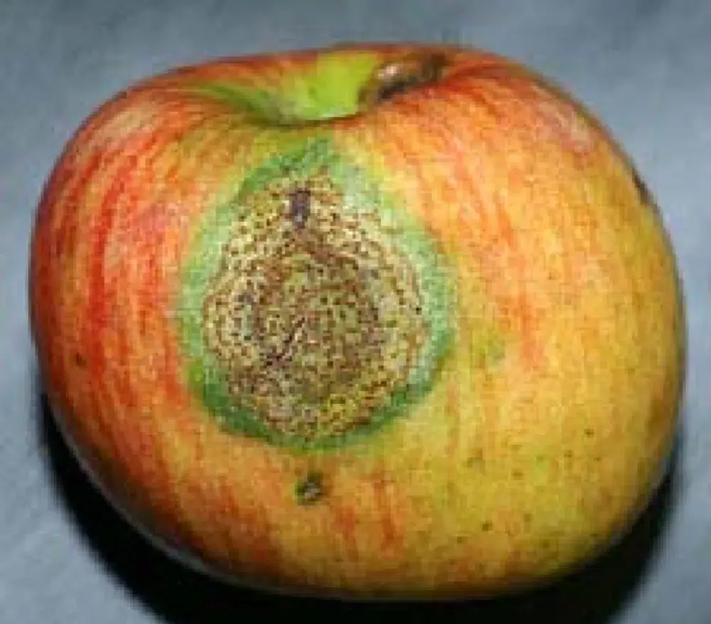 Cedar Apple Rust: Orange Blobs, Spots & Other Signs to Check 8 apple cedar apple rust,types of tree diseases (pillar),fire blight (sub pillar),Anthracnose (sub pillar)