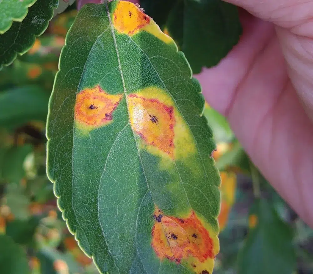 Cedar Apple Rust: Orange Blobs, Spots & Other Signs to Check 6 cedar apple leaf spots cedar apple rust,types of tree diseases (pillar),fire blight (sub pillar),Anthracnose (sub pillar)