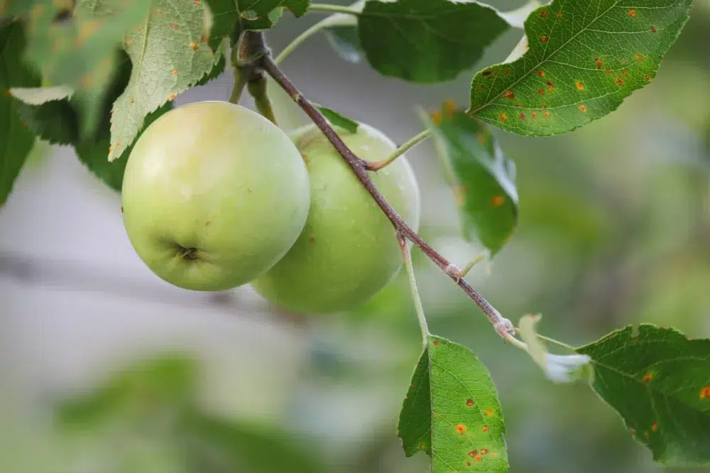 Cedar Apple Rust: Orange Blobs, Spots & Other Signs to Check 2 cedar apple rust on apple tree