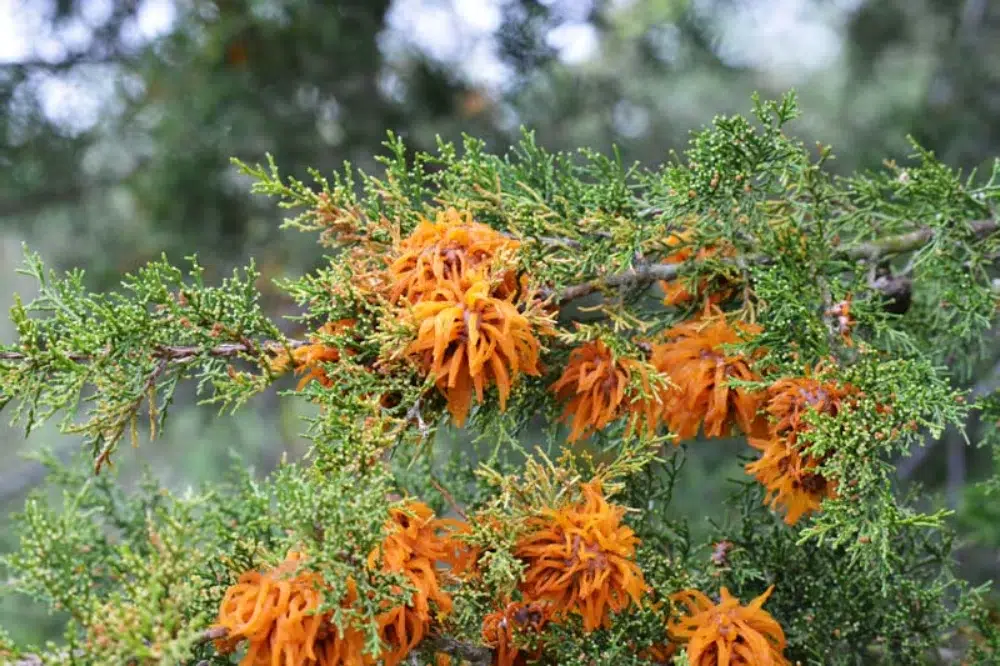 Cedar Apple Rust: Orange Blobs, Spots & Other Signs to Check 4 cedar apple rust orange growth on leaves 1 cedar apple rust,types of tree diseases (pillar),fire blight (sub pillar),Anthracnose (sub pillar)