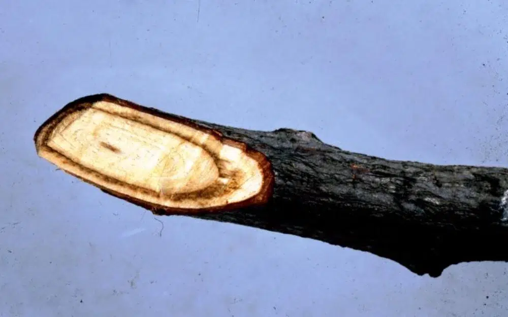 dutch elm disease causing discoloration on cut tree branch dutch elm disease causing discoloration on cut tree branch