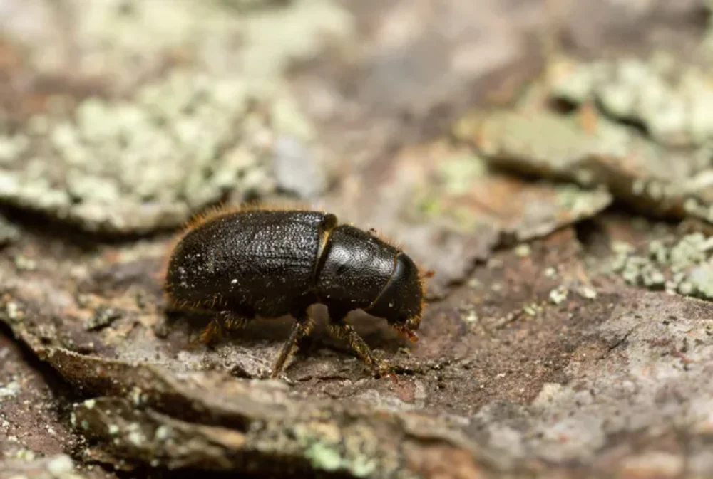 Dutch Elm Disease in Canada : Prevention & Treatment Options 1 elm bark beetle on tree 1 Dutch Elm Disease,types of tree diseases (pillar),Root rot (sub pillar),cedar apple rust (sub pillar)