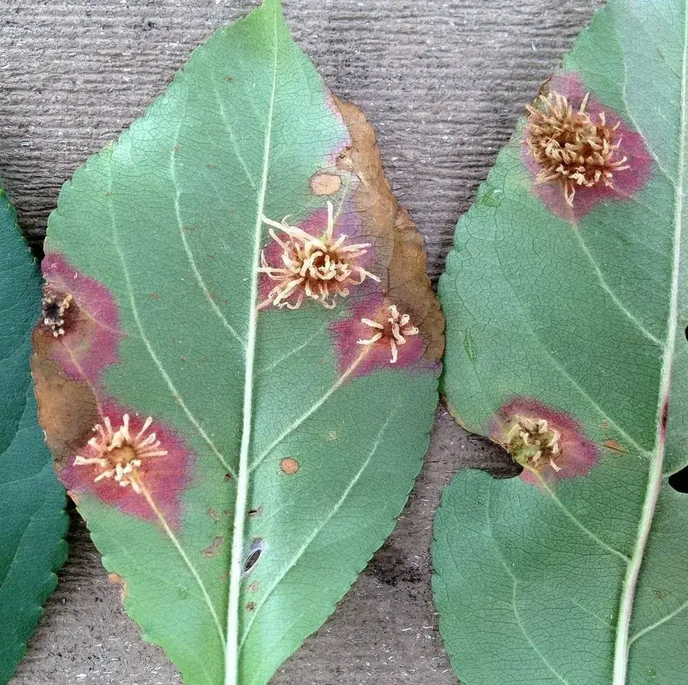 Cedar Apple Rust: Orange Blobs, Spots & Other Signs to Check 7 raised legions leaves cedar apple rust 1 cedar apple rust,types of tree diseases (pillar),fire blight (sub pillar),Anthracnose (sub pillar)
