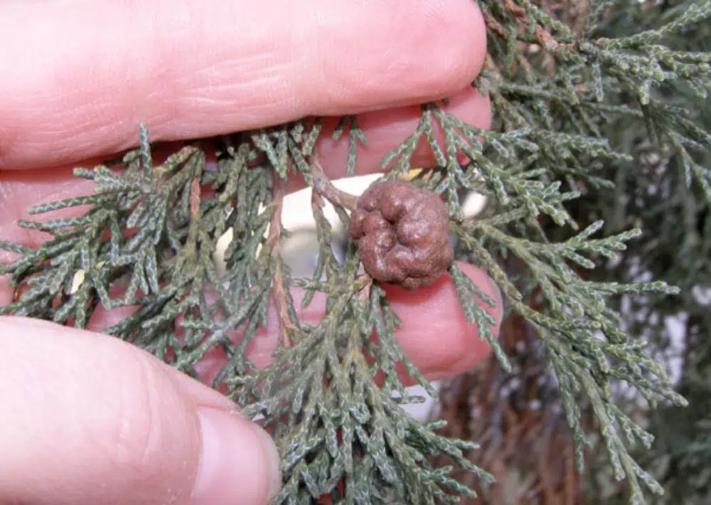 Cedar Apple Rust: Orange Blobs, Spots & Other Signs to Check 3 small gall on tree affected by cedar apple rust cedar apple rust,types of tree diseases (pillar),fire blight (sub pillar),Anthracnose (sub pillar)