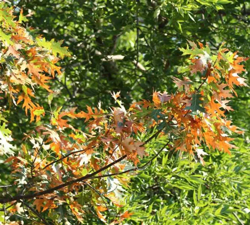 Bacterial Leaf Scorch: Signs & Chances of Tree Survival 3 Bacterial Leaf Scorch localized symptoms Bacterial Leaf Scorch,types of tree diseases pillar,Fire Blight sub pillar,dutch elm sub pillar