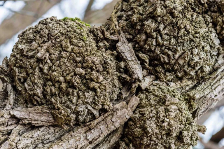 Crown Gall Disease: When to Treat or Remove Tree Growths