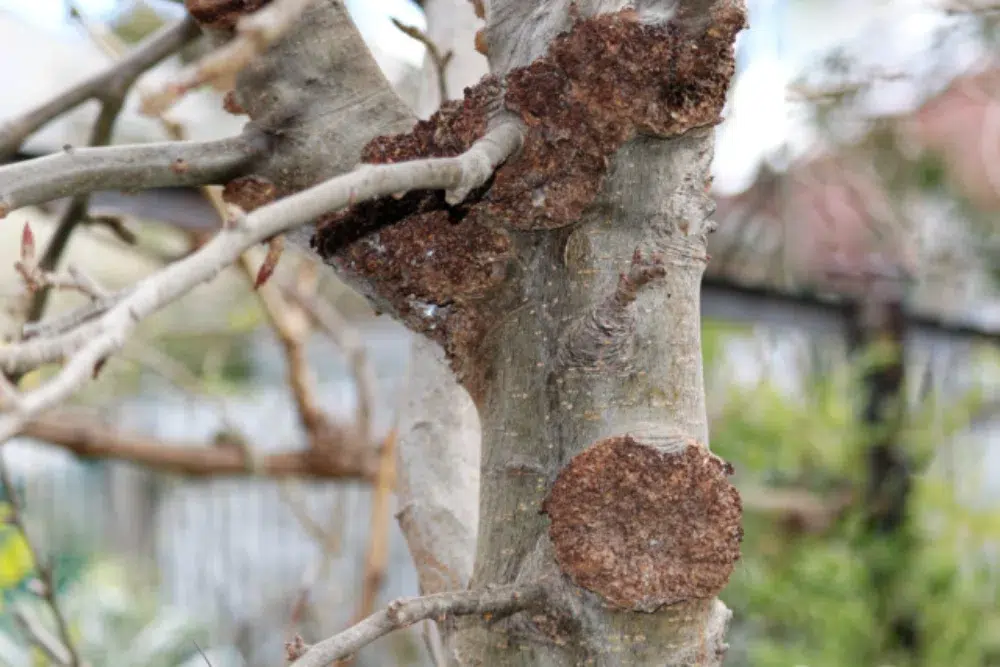 Crown Gall Disease: When to Treat or Remove Tree Growths 1 crown gall early stages 1 Crown Gall,root rot (link),mistletoe,types of tree diseases