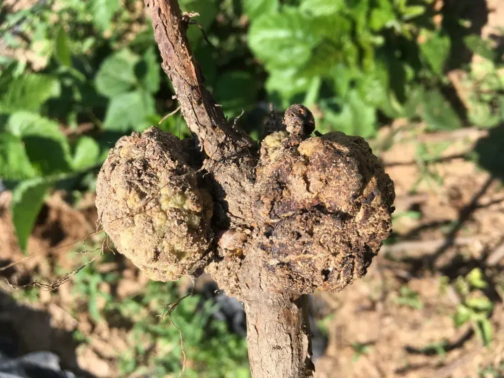 Crown Gall Disease: When to Treat or Remove Tree Growths 2 crown gall growth on branch 1 Crown Gall,root rot (link),mistletoe,types of tree diseases