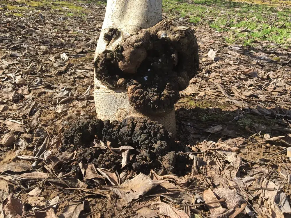 Crown Gall Disease: When to Treat or Remove Tree Growths 3 crown gall growth on tree base 1 Crown Gall,root rot (link),mistletoe,types of tree diseases