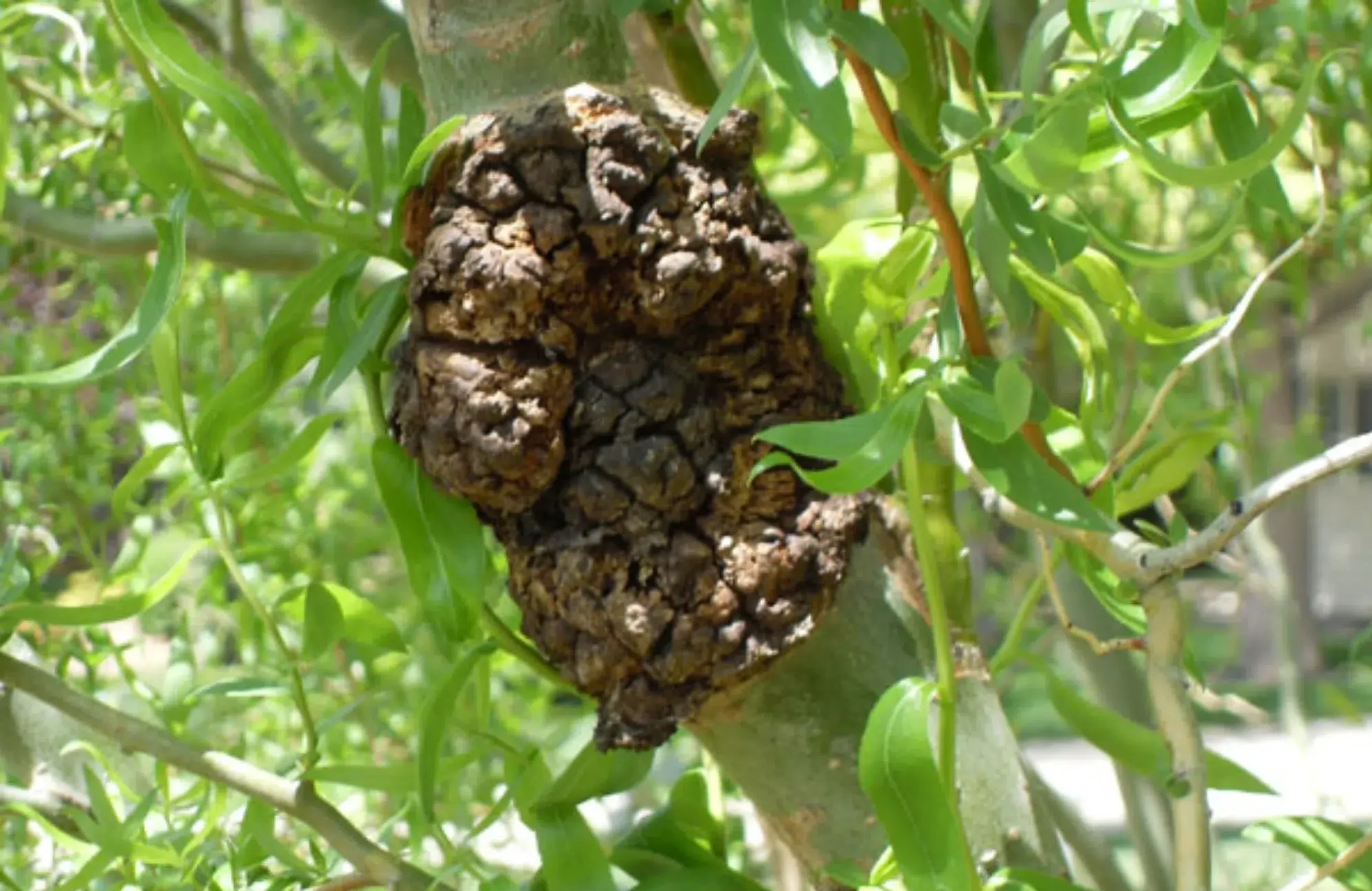 crown gall on tree branch crown gall on tree branch
