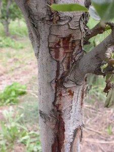 Fire Blight Disease: Spot & Treat Symptoms Before It Spreads 4 fire blight on tree trunk 1 Fire Blight,fire blight disease,Erwinia amylovora,types of tree diseases (pillar),cedar apple rust (sub pillar),bacterial leaf scorch (sub pillar)