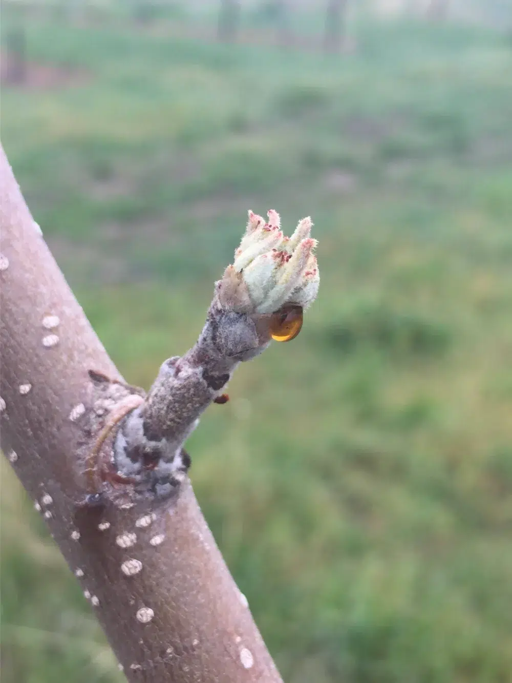 Fire Blight Disease: Spot & Treat Symptoms Before It Spreads 2 fireblight branch oozing Fire Blight,fire blight disease,Erwinia amylovora,types of tree diseases (pillar),cedar apple rust (sub pillar),bacterial leaf scorch (sub pillar)