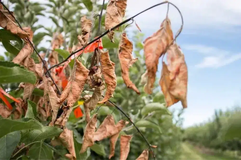 Fire Blight Disease: Spot & Treat Symptoms Before It Spreads 1 fireblight on tree leaves 1 Fire Blight,fire blight disease,Erwinia amylovora,types of tree diseases (pillar),cedar apple rust (sub pillar),bacterial leaf scorch (sub pillar)