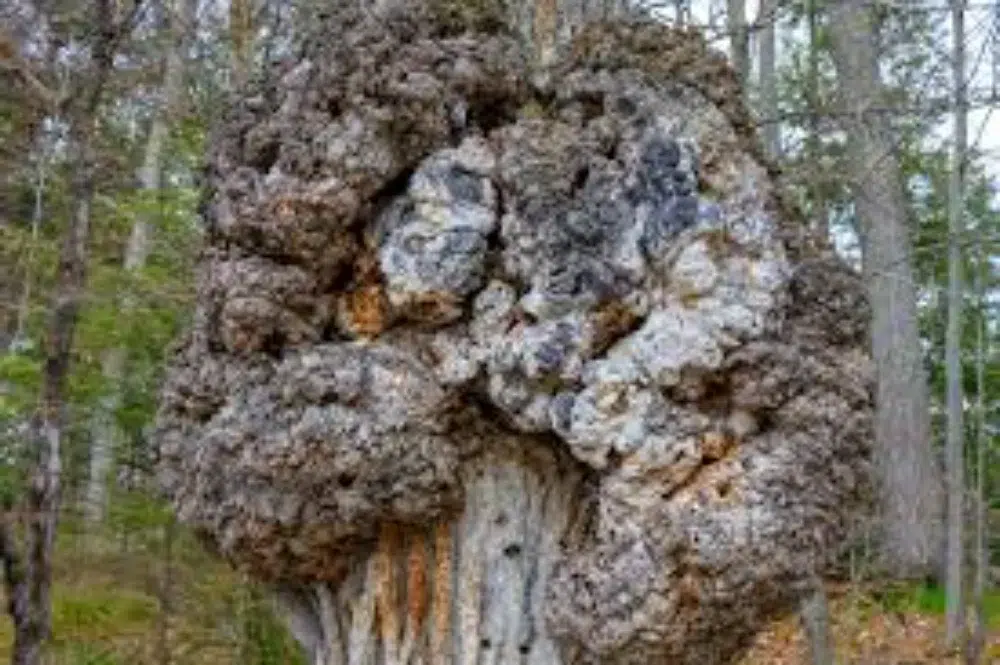 Crown Gall Disease: When to Treat or Remove Tree Growths 6 large crown gall growth Crown Gall,root rot (link),mistletoe,types of tree diseases