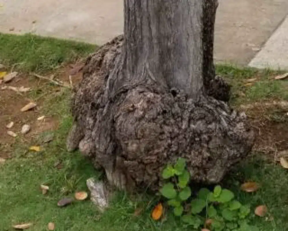 Crown Gall Disease: When to Treat or Remove Tree Growths 4 large crown gall on tree base Crown Gall,root rot (link),mistletoe,types of tree diseases