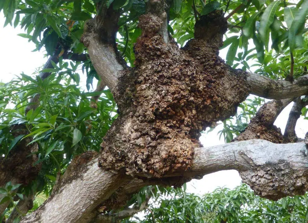 Crown Gall Disease: When to Treat or Remove Tree Growths 5 large spread of crown gall on tree Crown Gall,root rot (link),mistletoe,types of tree diseases