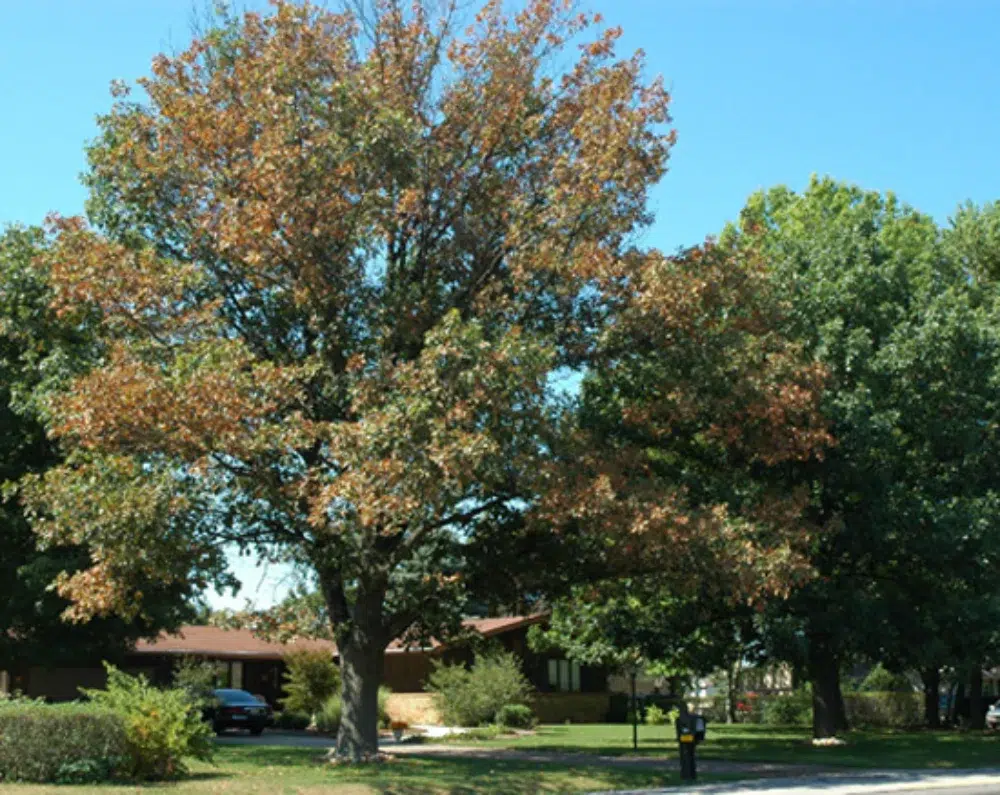 Red Oak tree in suburban area, affected by bacterial leaf scorch disease Red Oak tree in suburban area, affected by bacterial leaf scorch disease