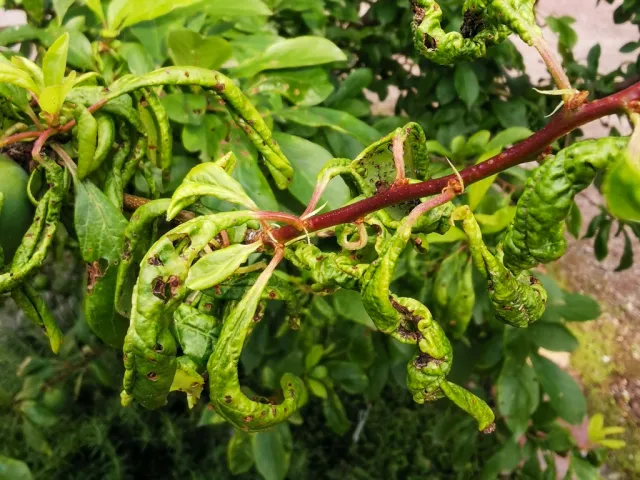 Leaf Curl Disease in Trees: Identification & Treatment Guide 1 leaf curl on cherry trees