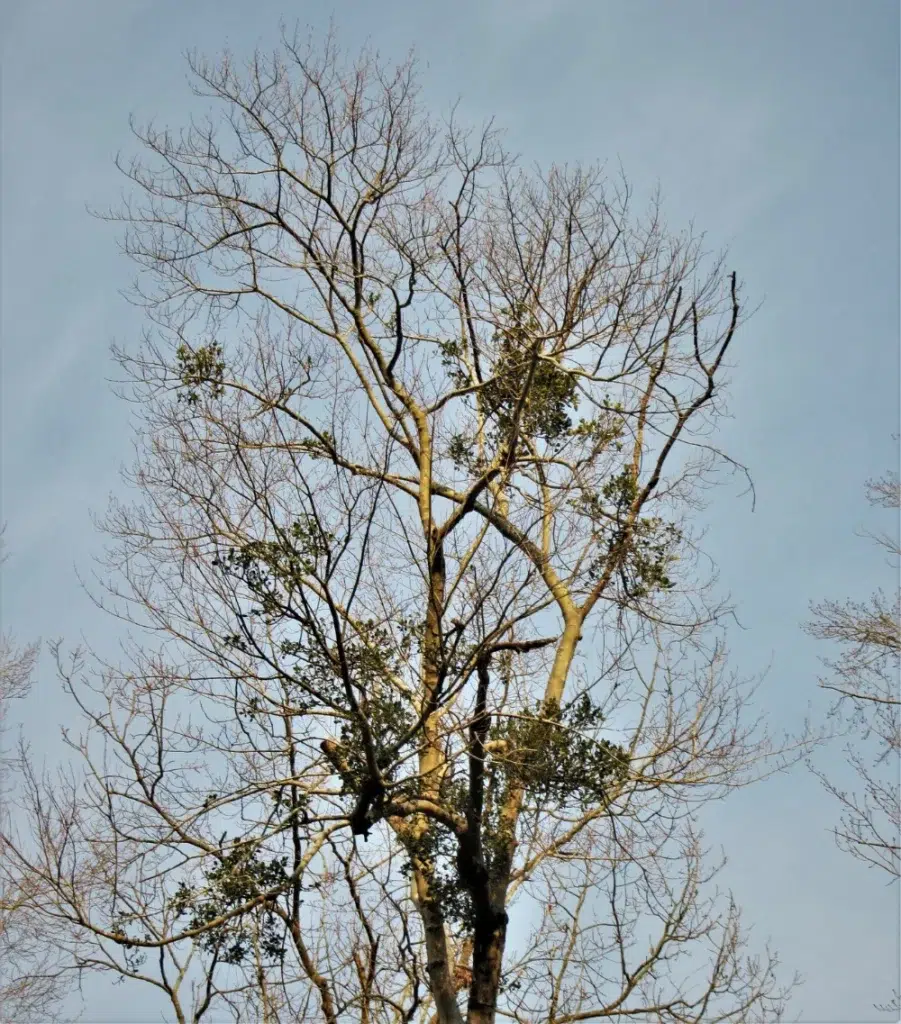 Mistletoe in Trees: Harmless or a Hidden Problem? 1 distant view of mistletoe growth on trees