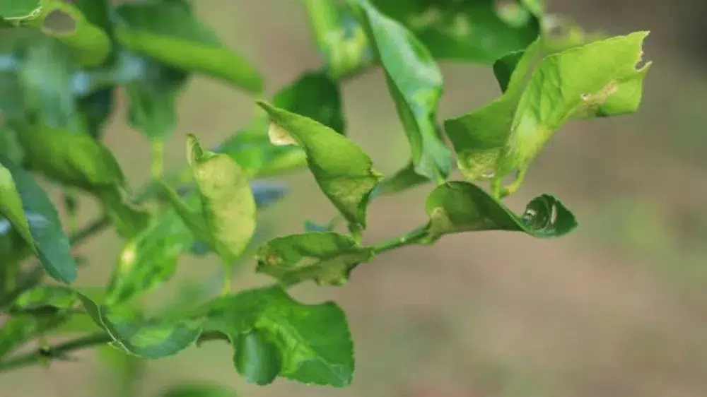 Leaf Curl Disease in Trees: Identification & Treatment Guide 2 early leaf curl 2 leaf curl,other tree diseases pillar,Anthracnose